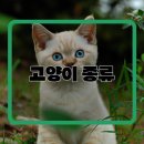 고양이 이미지