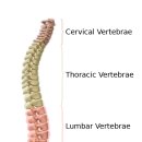 디엔엘고 이미지