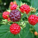 [3월 4일 탄생화] 나무딸기(Raspberry) : 애정 이미지