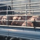 붉은돼지 이미지