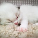 매료 돌스(MAELYO DOLLS) 이미지