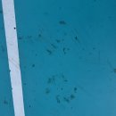 금산종합체육관 강당 | 인천 실내체육관청소 및 행사전문청소업체 청답클린