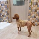 금란동물애견 이미지