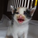 산타클라라동물병원 이미지
