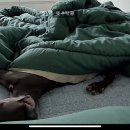 시고르댕 이미지