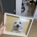 희비꽃비사진관일산 | 작년에 찍었던 애견 스튜디오 김포 희비꽃비사진관 _ 반려견과 가족사진(사진 매우많음)