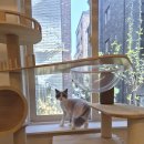 페르시안캣 | 랙돌고양이 럭키 의 고양이 미용후기 ~ 대전 고양이미용실 페르시안캣