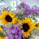 에스텔라 이미지