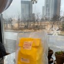 언니네강아지 이미지