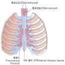 가슴 흉골/검상돌기 이미지