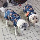 봉순이 | 바잇미 패딩 사이즈] 봉숙이의 개이모님, 봉순이의 패딩 후기 / 바잇미 강아지 겨울 발열 패딩조끼 추천