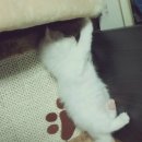 링크동물의료센터 이미지