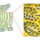 (식물기) 27. 녹색의 세포 이미지