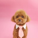 오룡애견미용 이미지