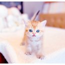 광주강아지분양 고양이분양 24시 데려가개본점 이미지