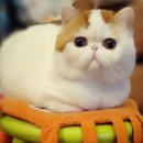 스누피