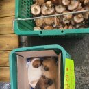 대풍떡집 이미지