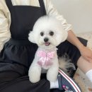 개 in 살롱 이미지