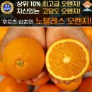 오렌지 이미지