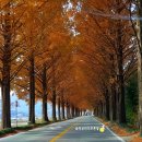 순창 메타세콰이어길 이미지