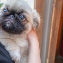 강아지 별장 이미지