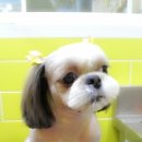 이뿌개 귀엽개 이미지