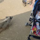 다은목장 이미지