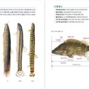 고기도감 이미지