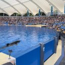 Le Marineland d’Antibes veut envoyer ses deux orques et douze dauphins en E 이미지