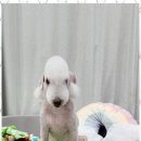 키티앤퍼피 이미지