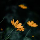 삼호세탁소 | 전라북도 완산구 삼호세탁소, 리뷰, 후기, 주차