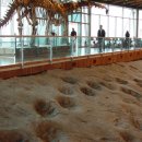 해남공룡박물관 이미지