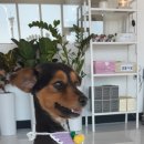 심쿵하개 이미지