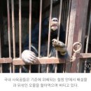 "저는 고기가 돼야 이 뜬장에서 벗어날 수 있어요"🆘 웅담채취 반달가슴곰 생츄어리 이주 프로젝트🆘(무료 기부 가능) 이미지