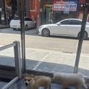 퍼피랩 이미지