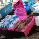 자갈치와 어머니 이미지