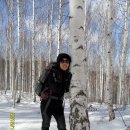 원대리 자작나무숲 이미지