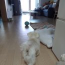 견생원 이미지