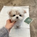 퍼피몽 이미지