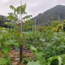 평창농장 네이버블로그