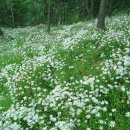 산내면사무소 이미지