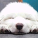 애인호프 Daum카페