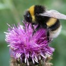 진동으로 꽃가루를 모으는 뒤영벌 (Bombus terrestris) 이미지