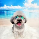 라라그루밍 이미지