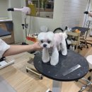 애니네 반려견 미용실 이미지