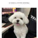 도그마루 강아지고양이 안산점 이미지