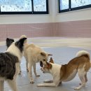 퍼피파파 이미지