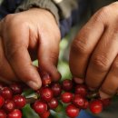 체리빈Coffee 네이버블로그