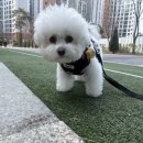 모로우네일