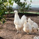 백봉닭농장 이미지